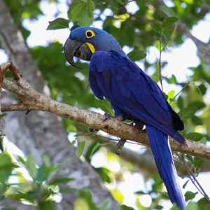 Hyacinth Macaw