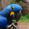 Hyacinth Macaw