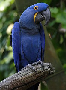 Hyacinth Macaw 3