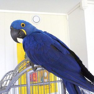 Hyacinth Macaw 4