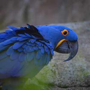 Hyacinth Macaw 5