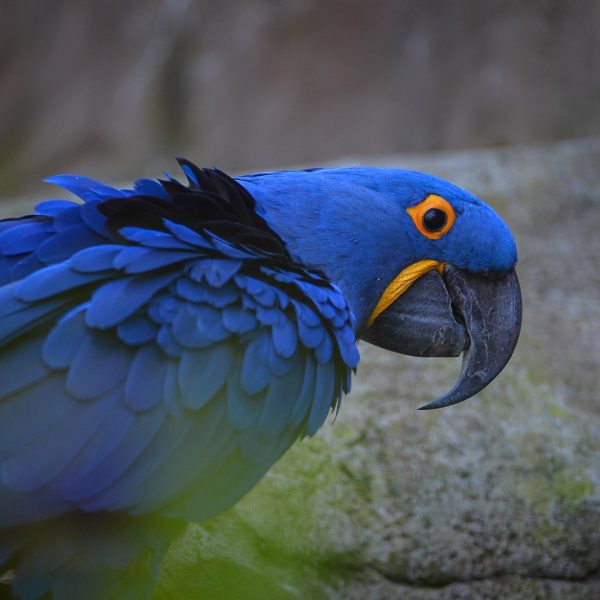 Hyacinth Macaw 5