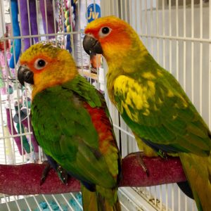 Jenday Conure