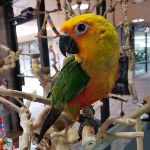 Jenday Conure 3