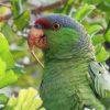 Lilac-Crowned Amazon