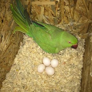 Lovebird Parrot Eggs