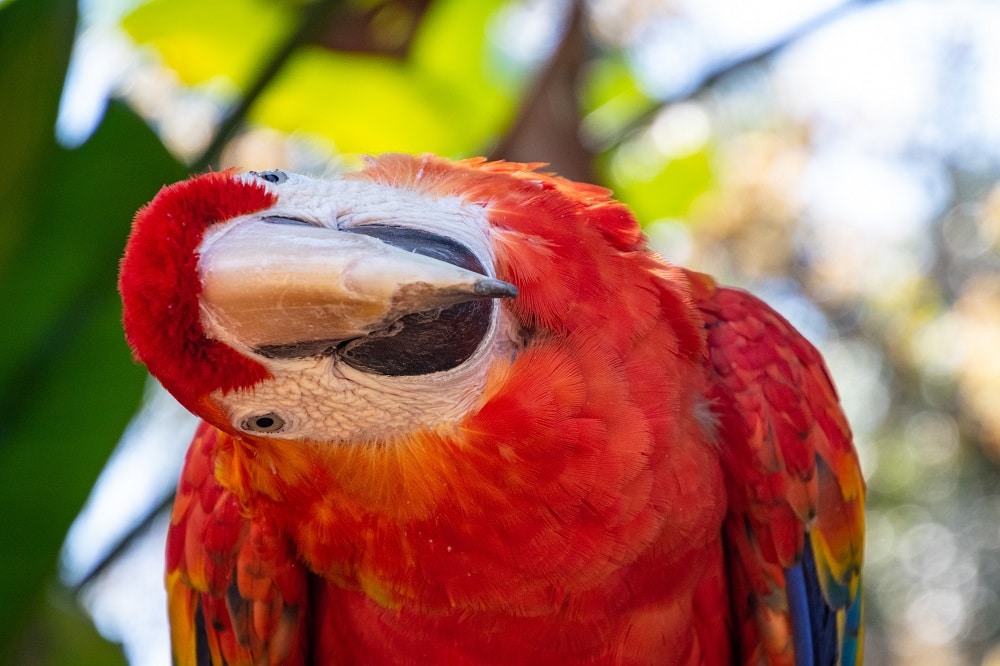 MACAW