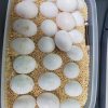 Macaw Parrot Eggs