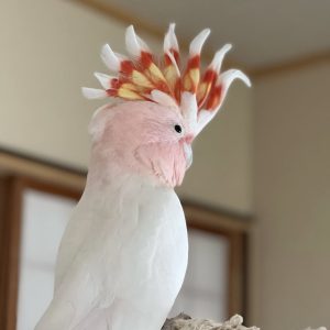 Major Mitchells Cockatoo