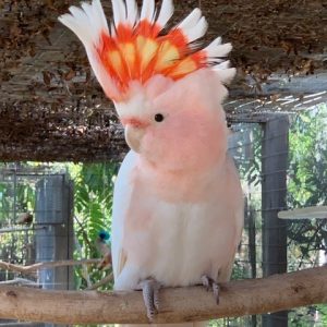 Major Mitchells Cockatoo