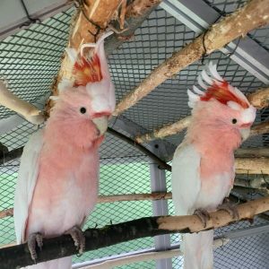 Major Mitchells Cockatoo