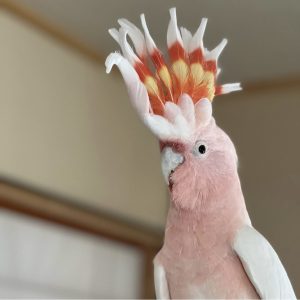 Major Mitchells Cockatoo