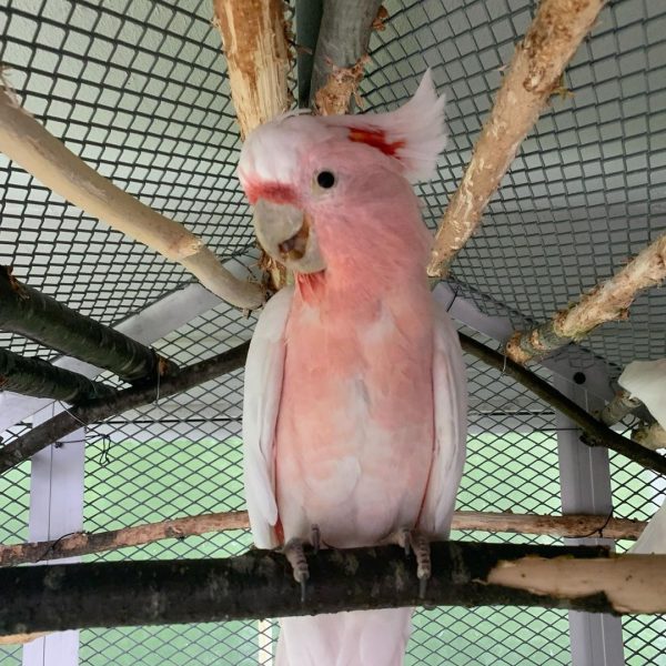 Major Mitchells Cockatoo