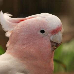 Major Mitchells Cockatoo