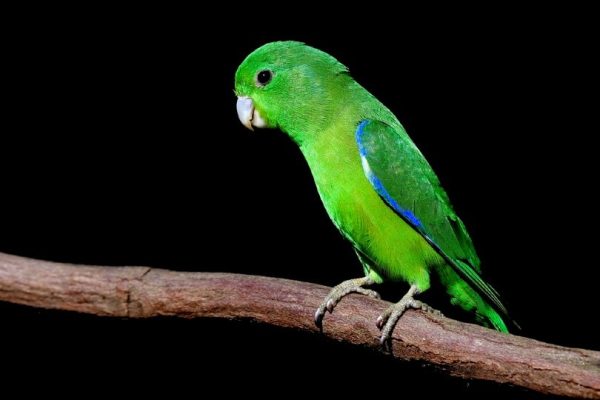 Manu Parrotlet 1