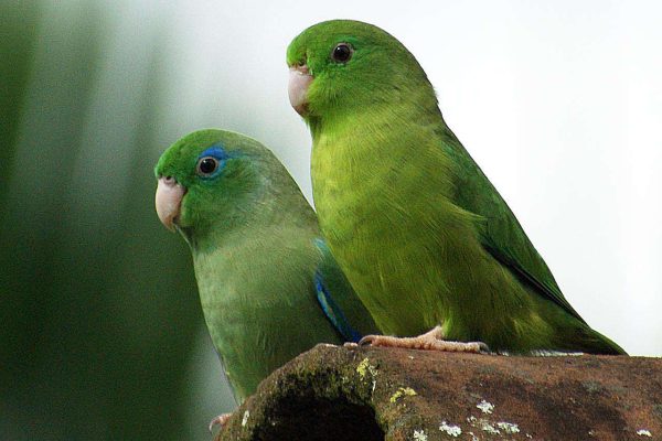 Manu Parrotlet