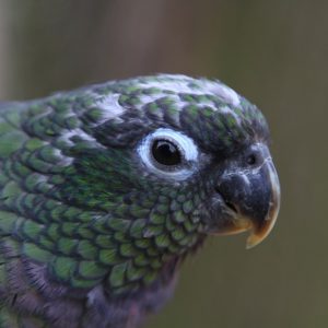 Maximilian's Pionus