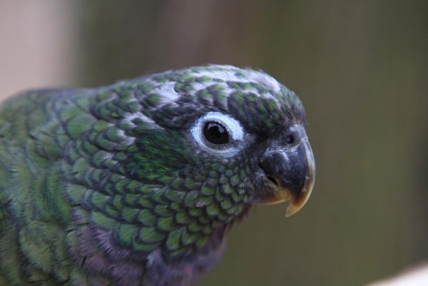 Maximilian's Pionus