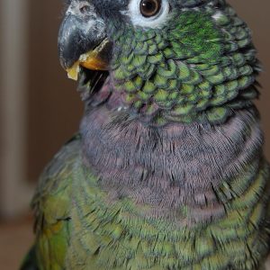 Maximilians Pionus 4