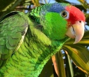 Mexican Red Headed Amazon