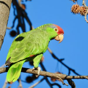 Mexican Red Headed Amazon 3