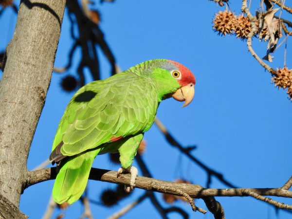 Mexican Red Headed Amazon 3