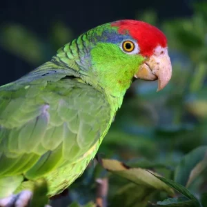 Mexican Red Headed Amazon 5 1