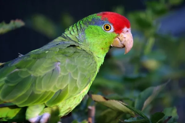 Mexican Red Headed Amazon 5 1