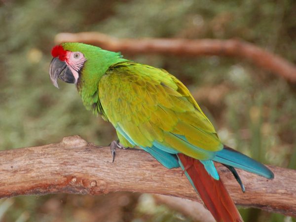 Military Macaw