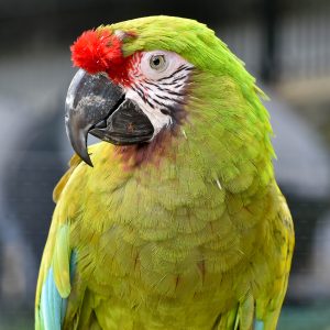 Military Macaw