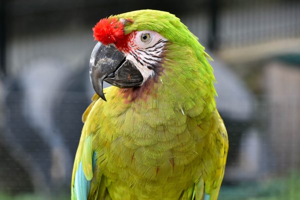 Military Macaw