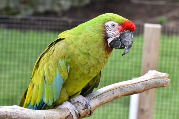 Military Macaw 3 1