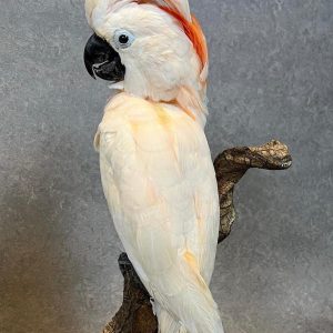 Moluccan Cockatoo