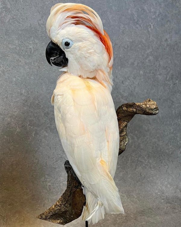 Moluccan Cockatoo