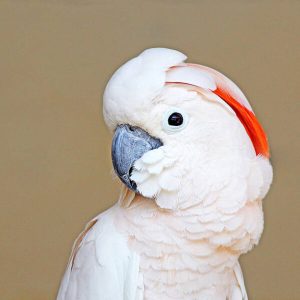 Moluccan Cockatoo 3