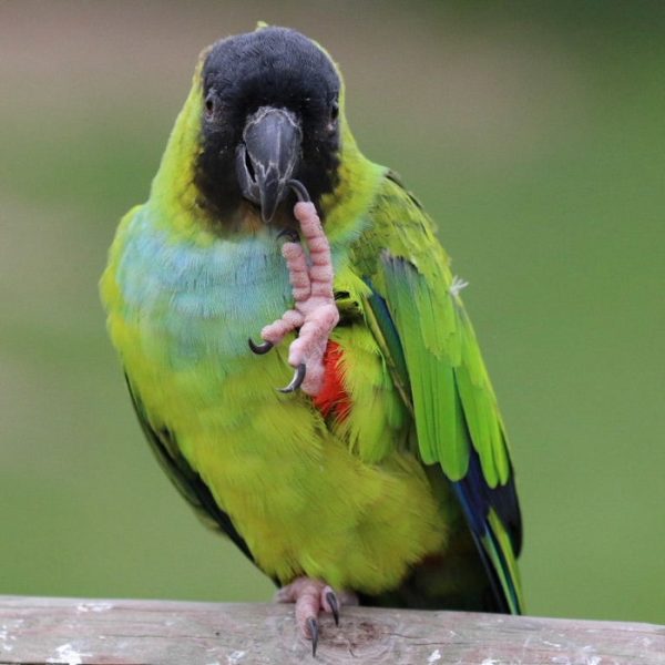 Nanday Conure 1