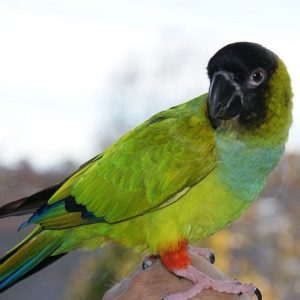 Nanday Conure 3