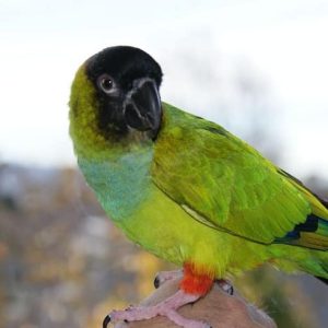 Nanday Conure 4