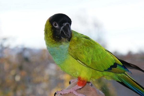 Nanday Conure 4