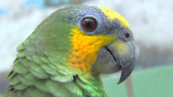 Orange Winged Amazon