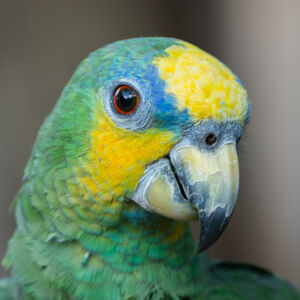 Orange Winged Amazon