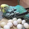 Parakeet Eggs