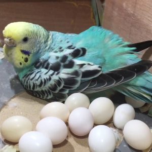 Parakeet Eggs