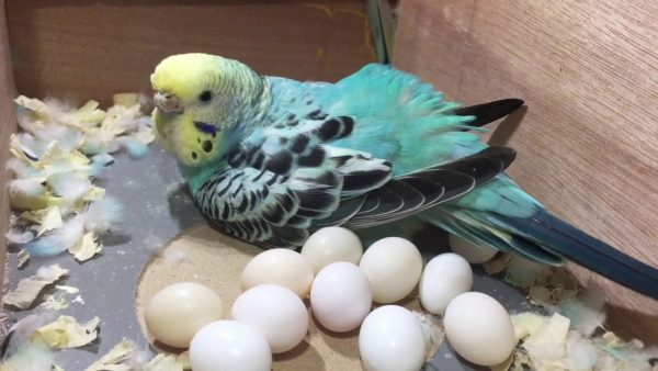 Parakeet Eggs