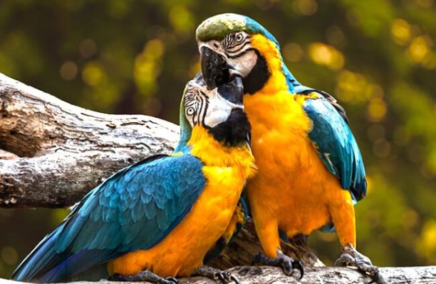 EXOTIC PARROTS