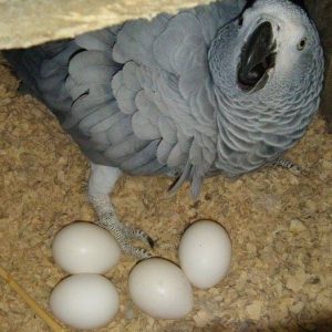 Parrot Eggs