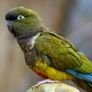 Patagonian Conures