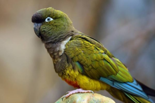 Patagonian Conures