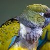 Patagonian Conures