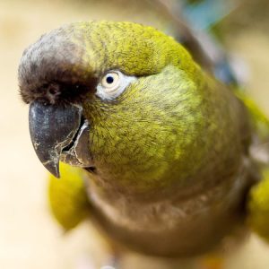 Patagonian conures 2